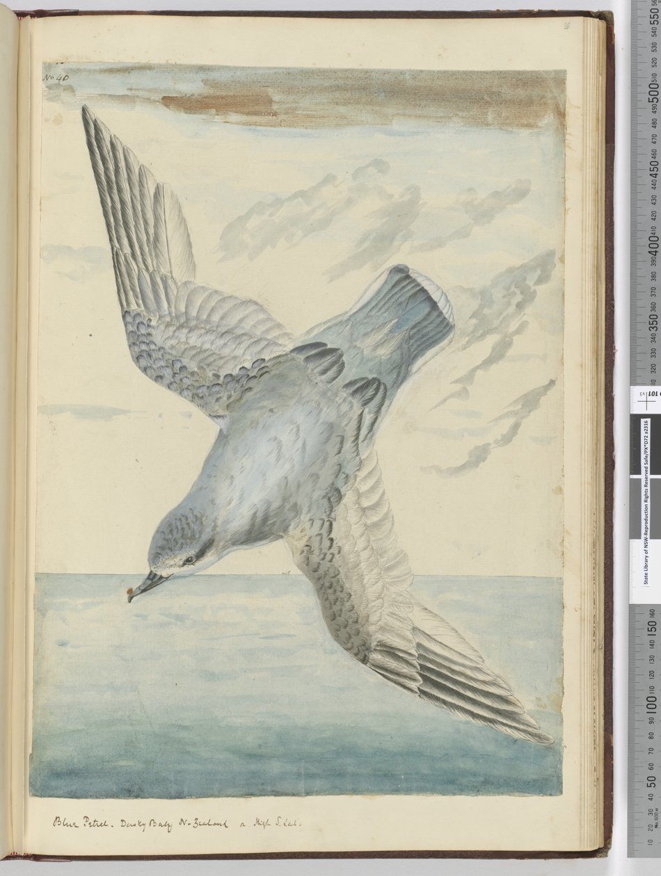 F.40 petrel azul. Baía Dusky Nova Zelândia. Em alta S. lat., 1772-75 (wc) de Isaac Smith