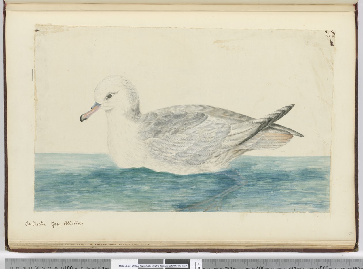 F.42 Albatroz-cinzento-antártico, 1772-75 (wc) de Isaac Smith
