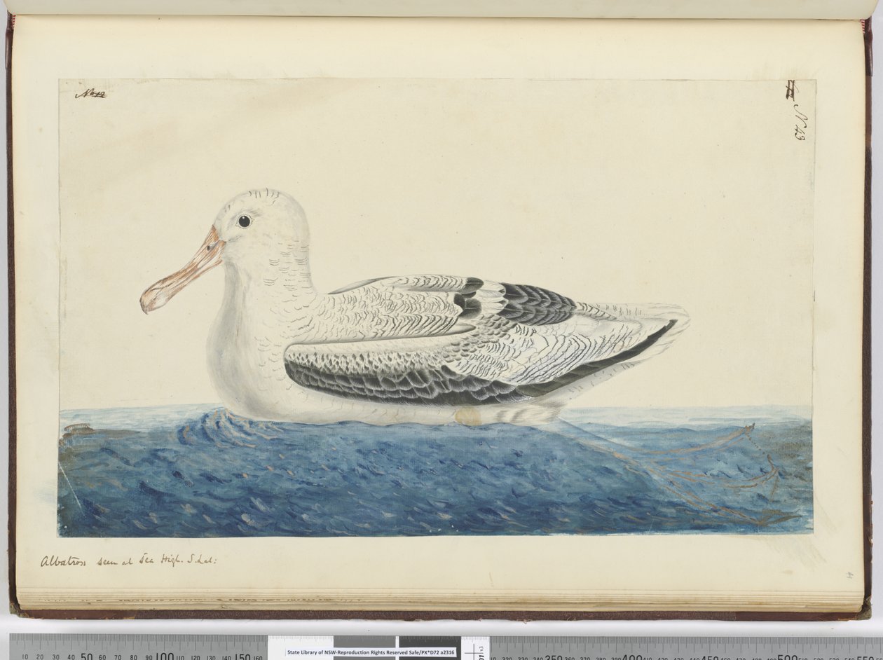 F.43 Albatroz. Visto no mar alto S. lat., 1772-75 (wc) de Isaac Smith