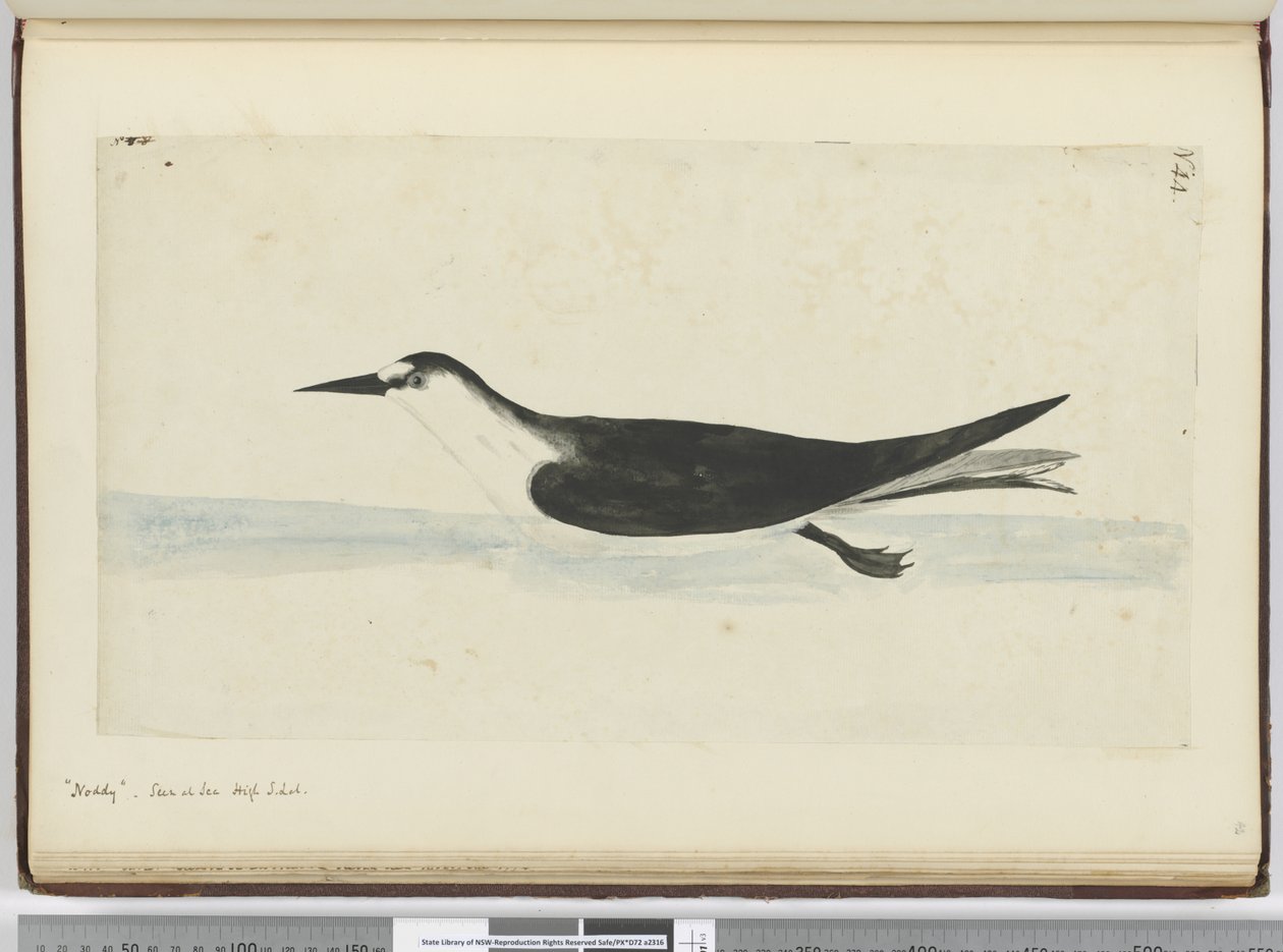 F.44 Noddy. Visto no mar alto S. lat., 1772-75 (wc) de Isaac Smith
