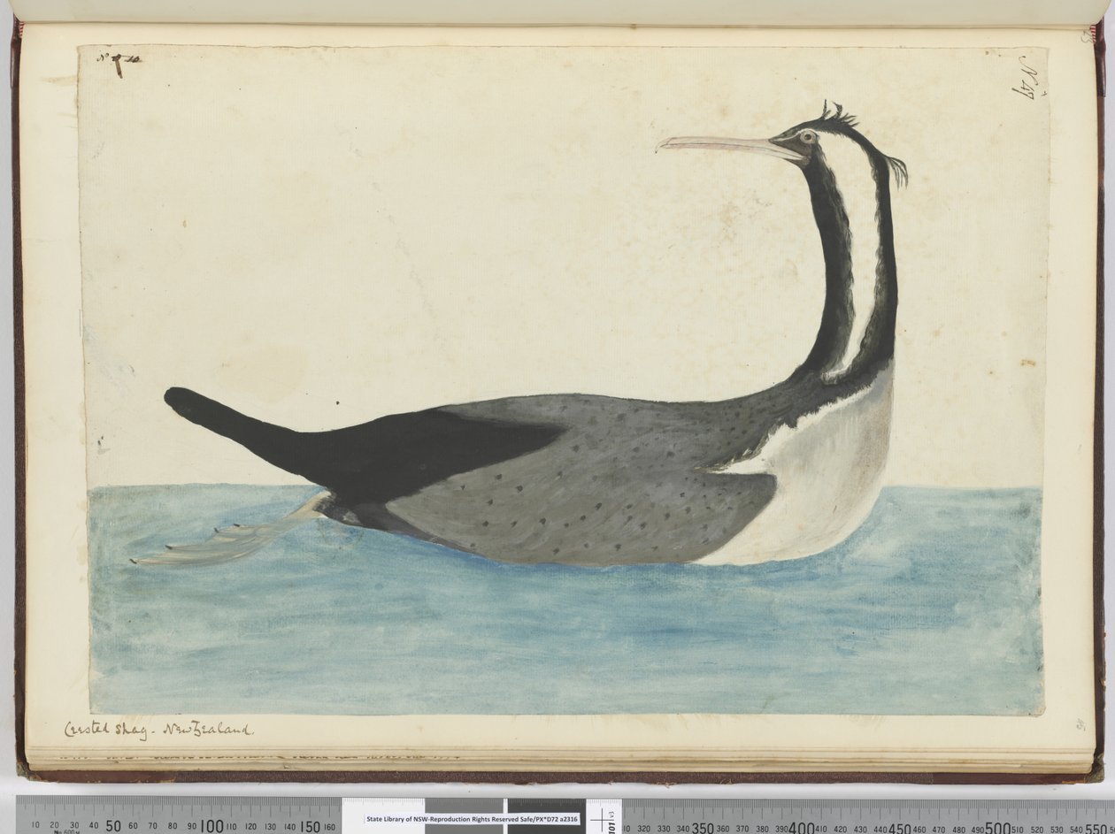 F.47 Shag Crested. Nova Zelândia, 1772-75 (wc) de Isaac Smith