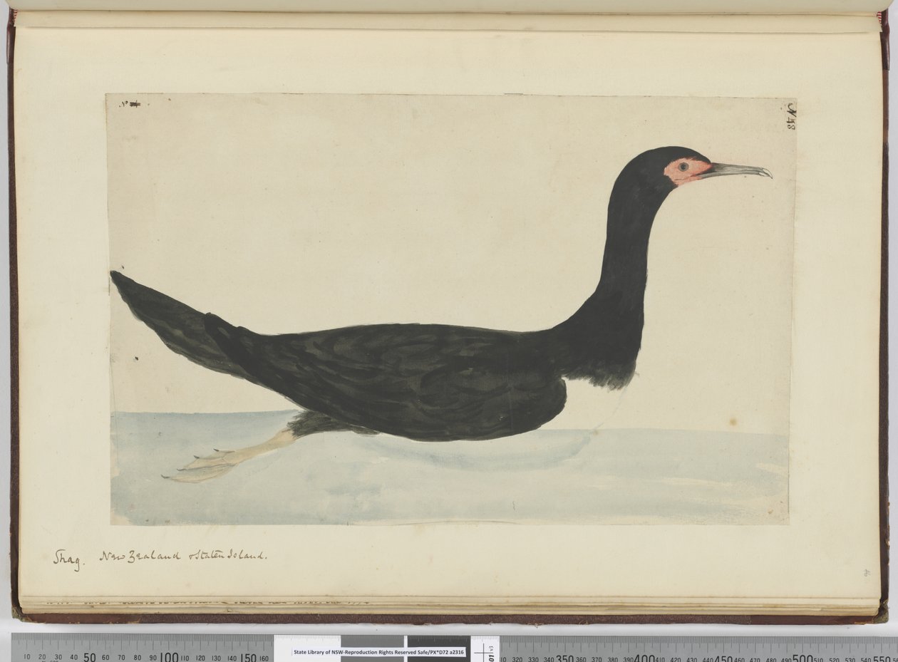 F.48 Shag. Nova Zelândia e Staten Island, 1772-75 (wc) de Isaac Smith
