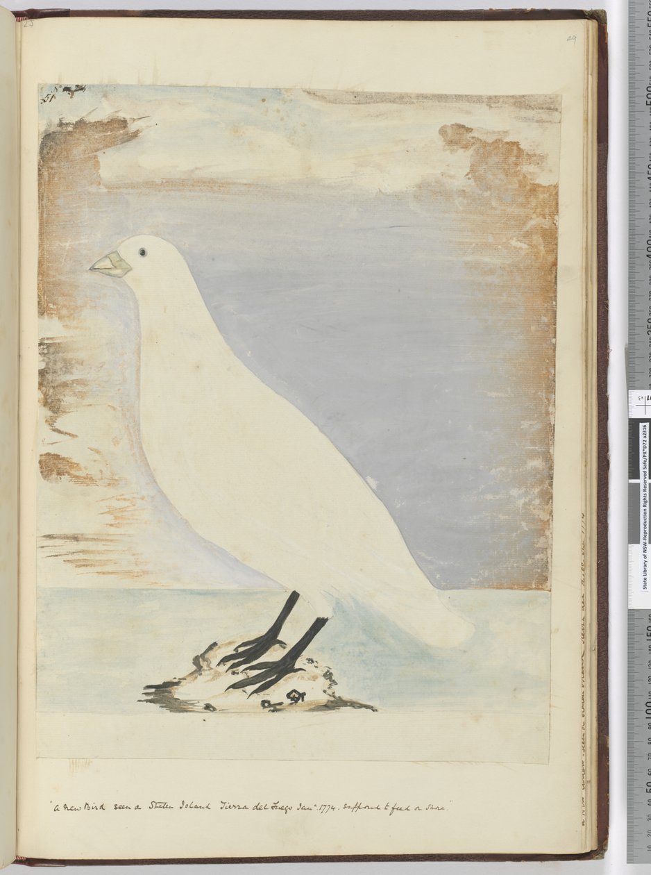 F.51 Um novo pássaro visto em Staten Island Tierra del Fuego, janeiro de 1774. Supostamente para se alimentar em terra, 1772-75 (wc) de Isaac Smith