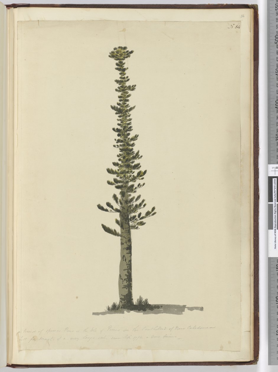 F.54 Um tipo de pinheiro-pinheiro na Ilha dos Pinheiros no extremo sul da Nova Caledônia e alto para os mastros de um tipo muito grande. Visto em setembro de 1774 ..., 1772-75 (wc) de Isaac Smith