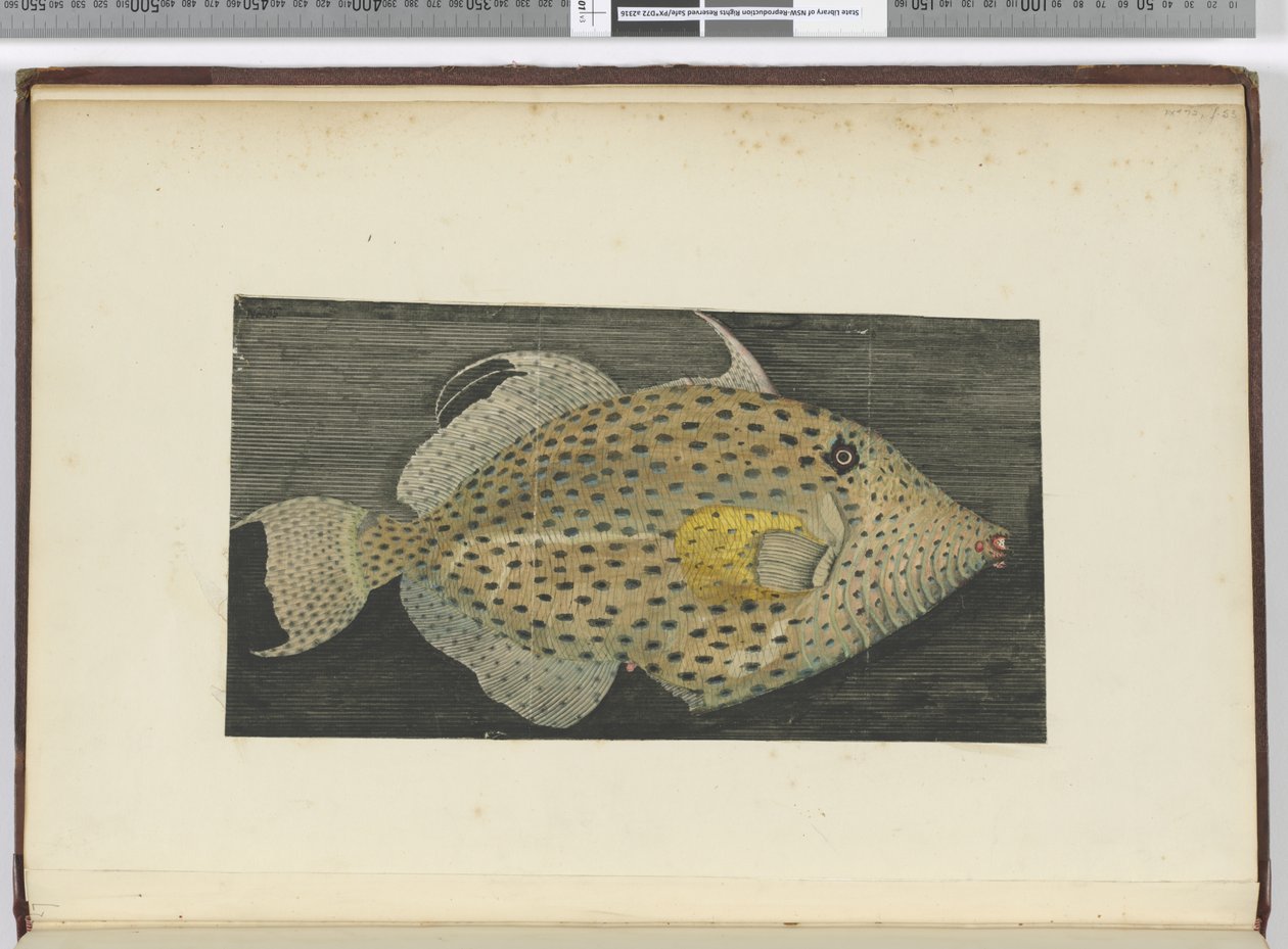 F.55 Um peixe chamado Esposa Velha de S. Jago, 1772-75 (wc) de Isaac Smith