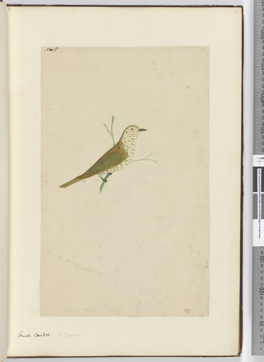 F.5 Pequeno cuco. Nova Zelândia, 1772-75 (wc) de Isaac Smith