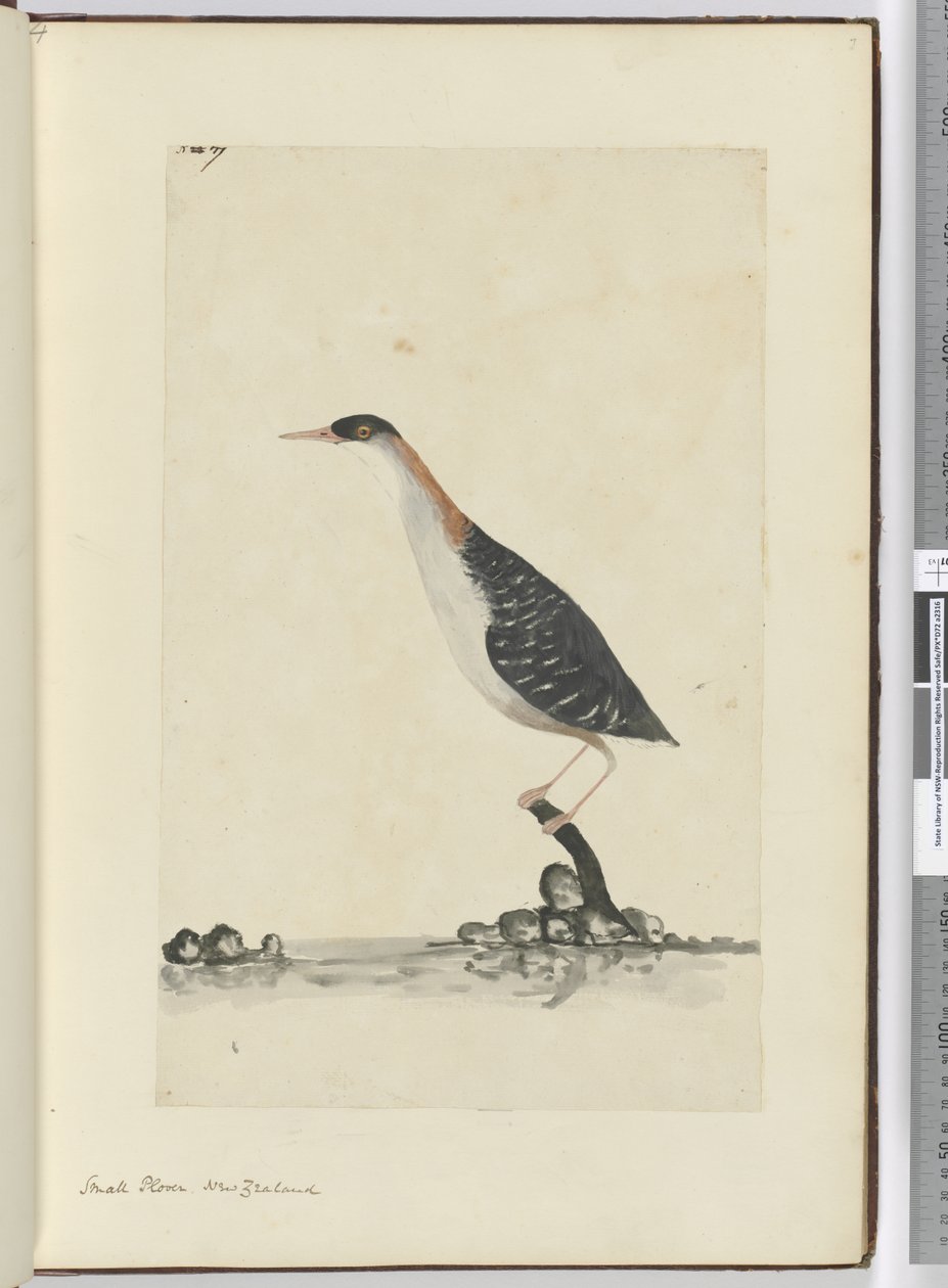 F.7 Tarambola pequena. Nova Zelândia, 1772-75 (wc) de Isaac Smith