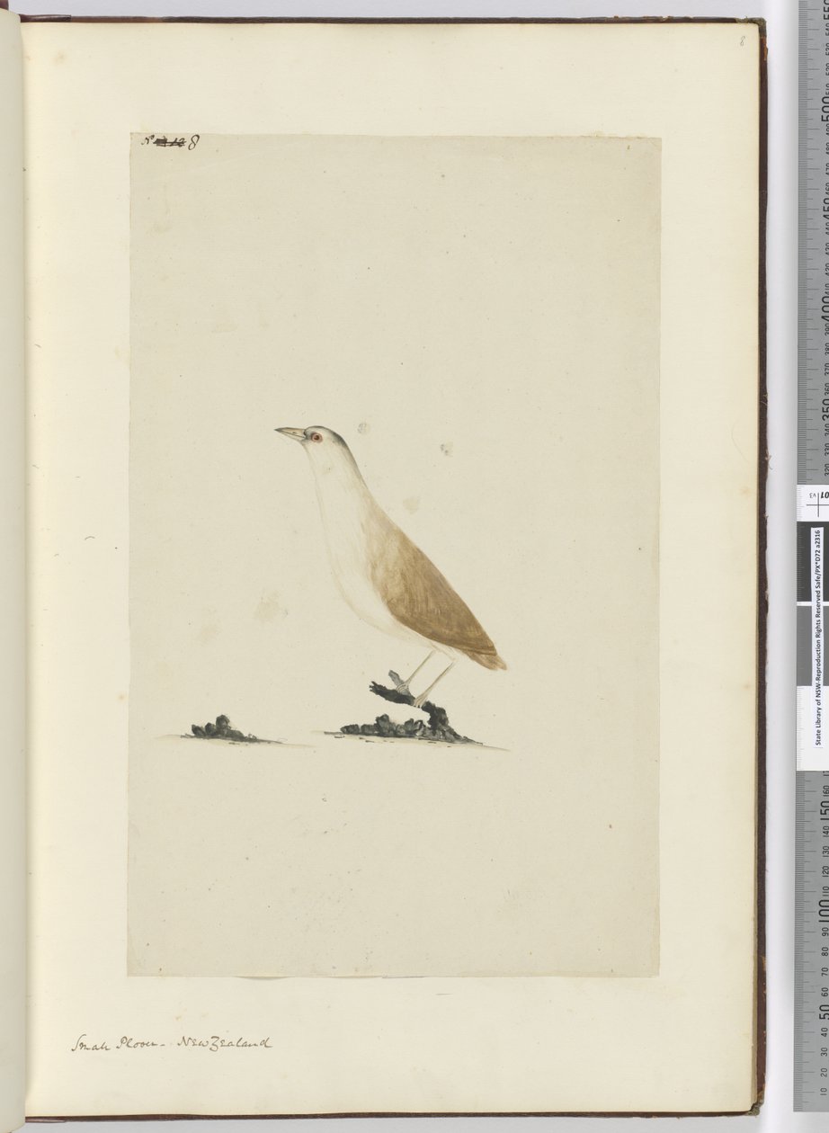 F.8 Tarambola pequena. Nova Zelândia, 1772-75 (wc) de Isaac Smith