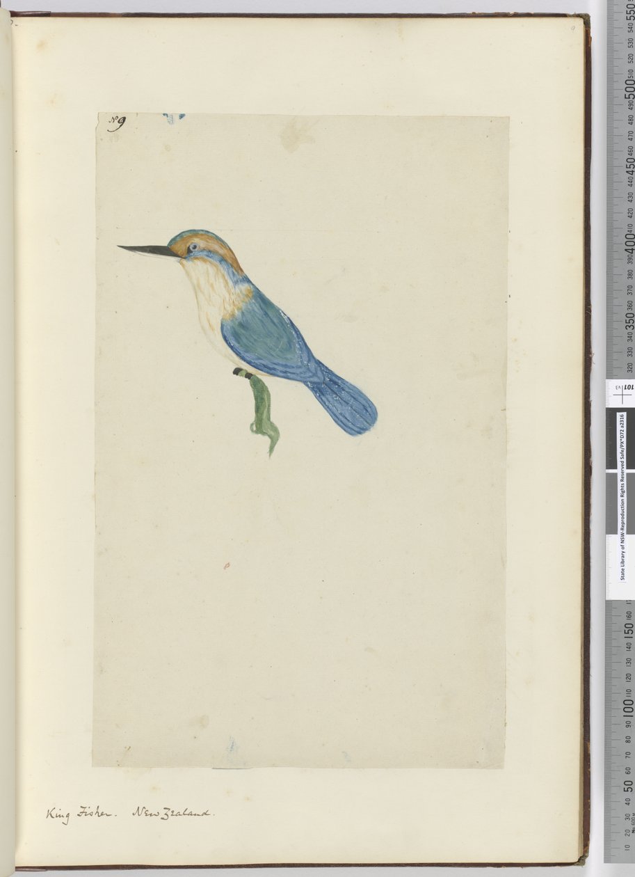 F.9 Rei pescador. Nova Zelândia, 1772-75 (wc) de Isaac Smith