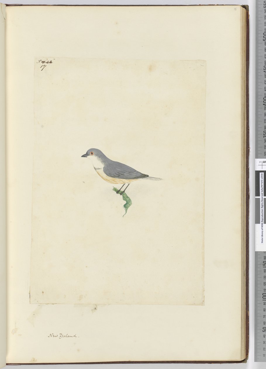 f.17 Ave não-identificada da Nova Zelândia, 1772-75 (wc) de Isaac Smith