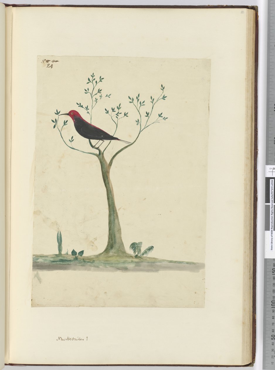 f.24 Novas Hébridas , 1772-75 (wc) de Isaac Smith