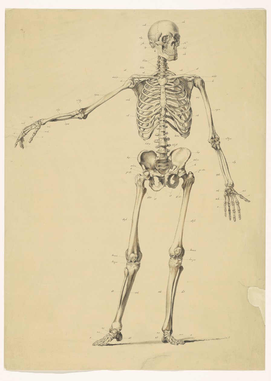 Esqueleto humano, com notas de Isaac Weissenbruch