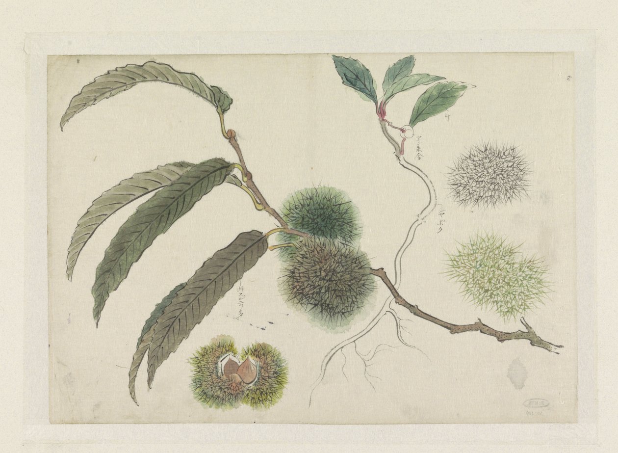 Castanhas doces em um galho de Ishikawa Kazan