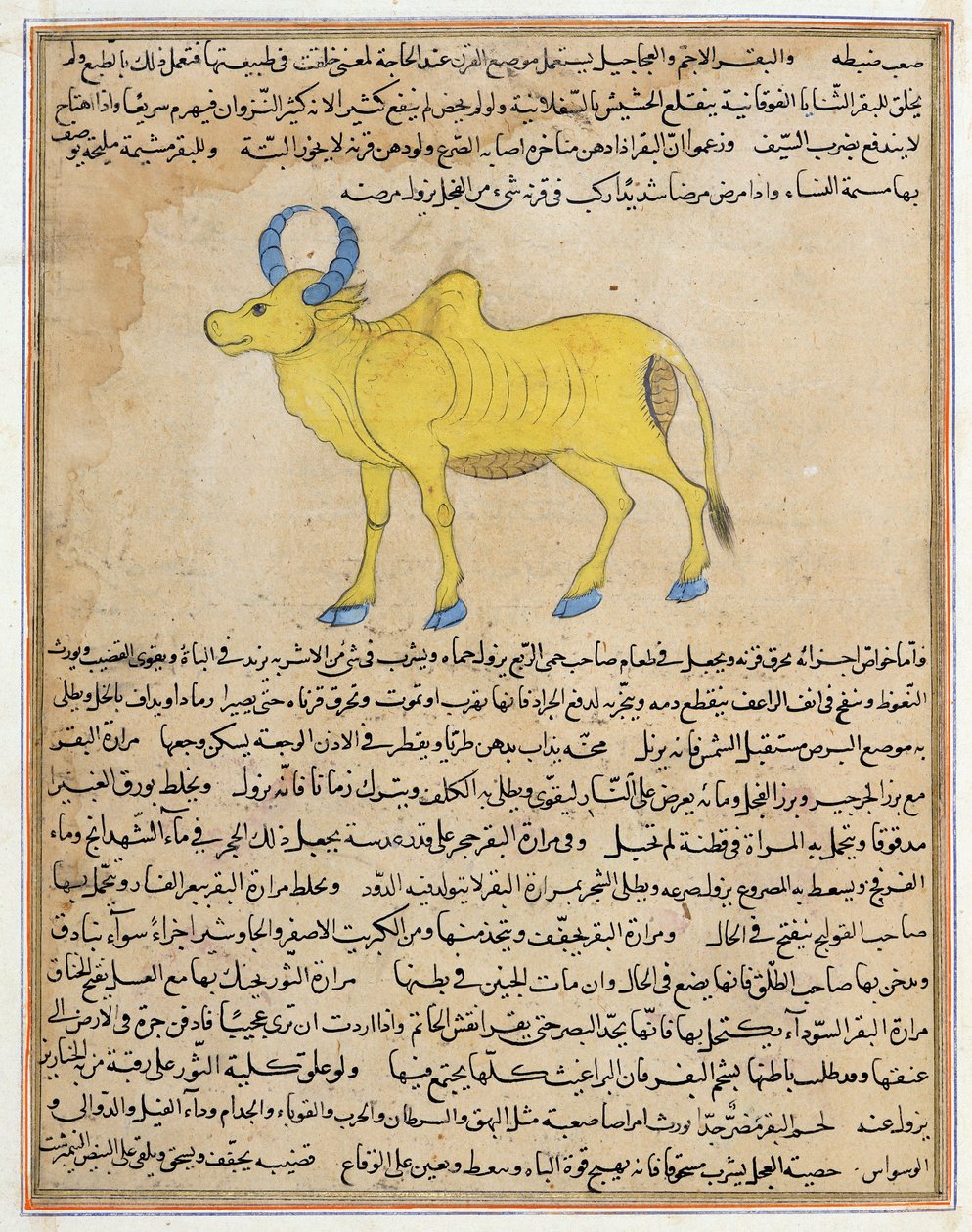 E-7 fol.181b Zebu, ilustração de &39;As Maravilhas da Criação e as Curiosidades da Existência&39; por Zakariya&39;ibn Muhammad al-Qazwini de Islamic School