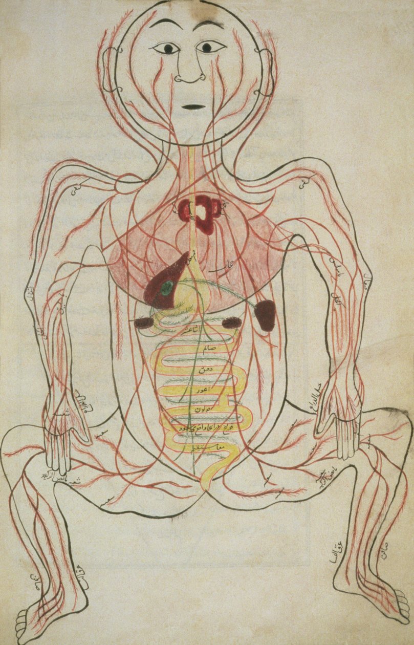 Por 129, f.20b Os Órgãos Internos Humanos e Sistema Circulatório, ilustração de Tashrih al-badan (tinta no papel) de Islamic School