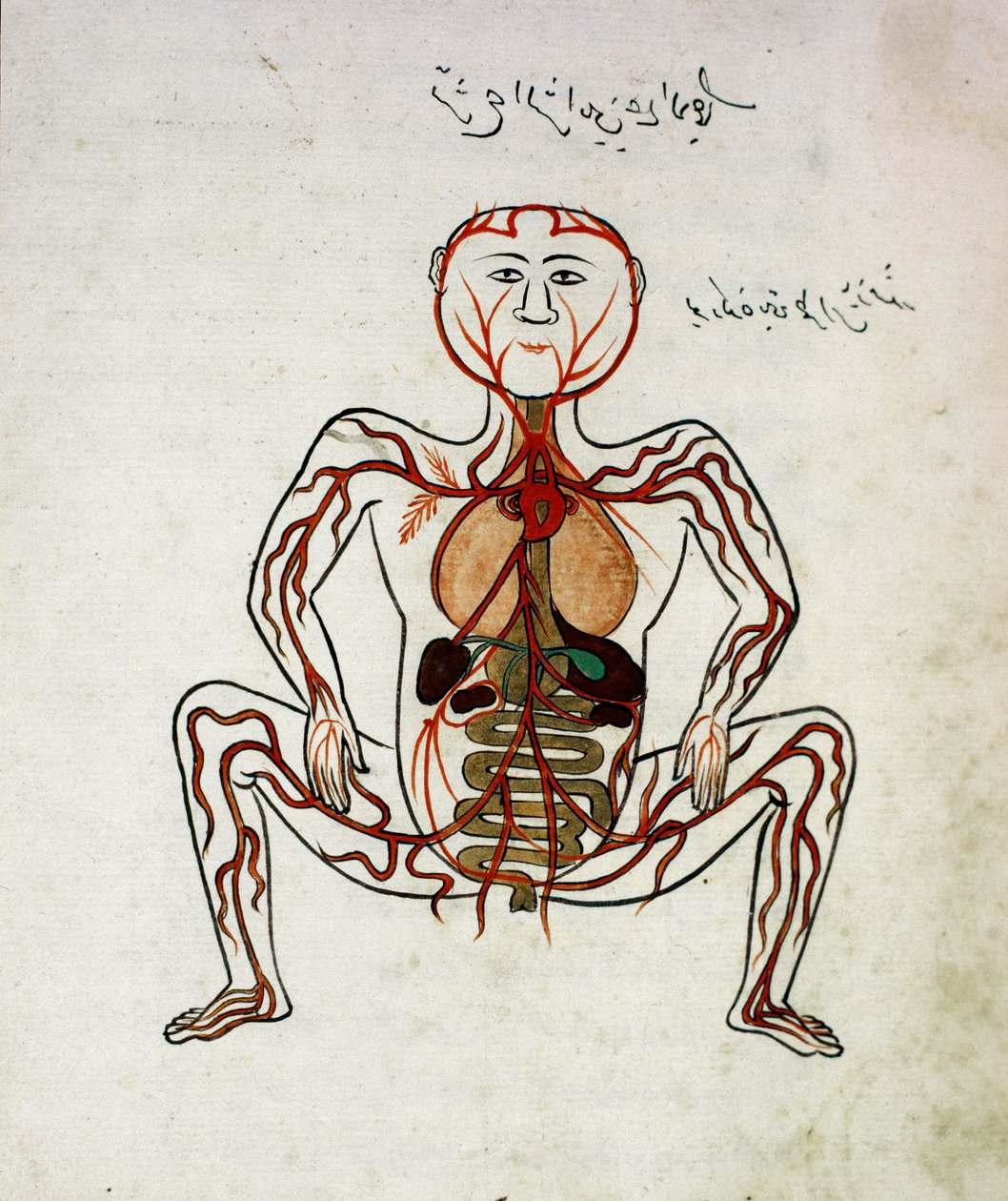 Medicina árabe: "circulação sanguínea e sistema digestivo" Miniatura do manuscrito de anatomia "Tashrih bi al-Taswir" (Anatomia do corpo) de Mansur (Mansur) ibn Ilyas (cerca de 1390) Século XVII Istambul, biblioteca universitária de Islamic School