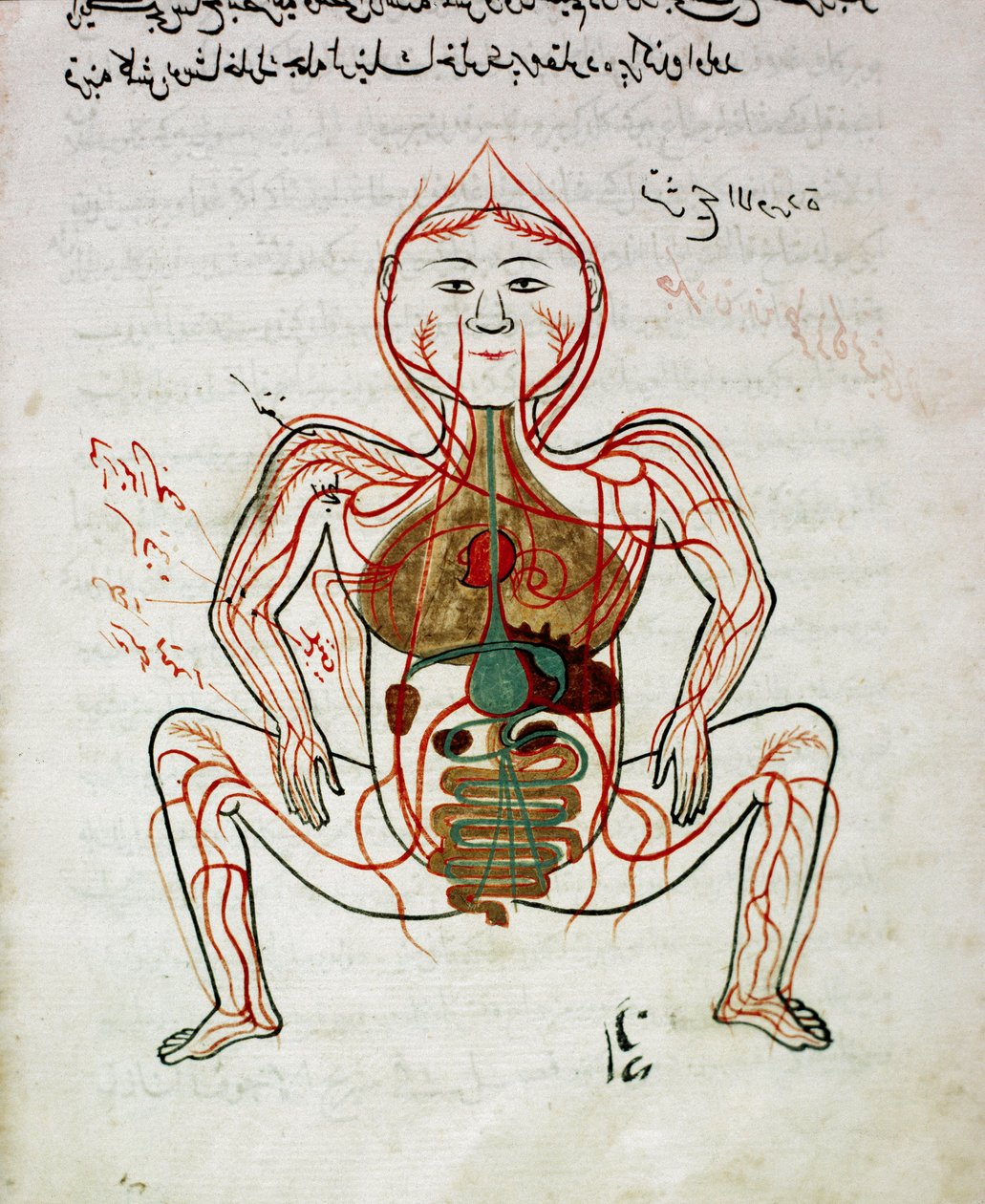 Medicina árabe: "circulação sanguínea e sistema digestivo" Miniatura do manuscrito de anatomia "Tashrih bi al-Taswir" (Anatomia do corpo) de Mansur (Mansur) ibn Ilyas (cerca de 1390) Século XVII Istambul, biblioteca universitária de Islamic School