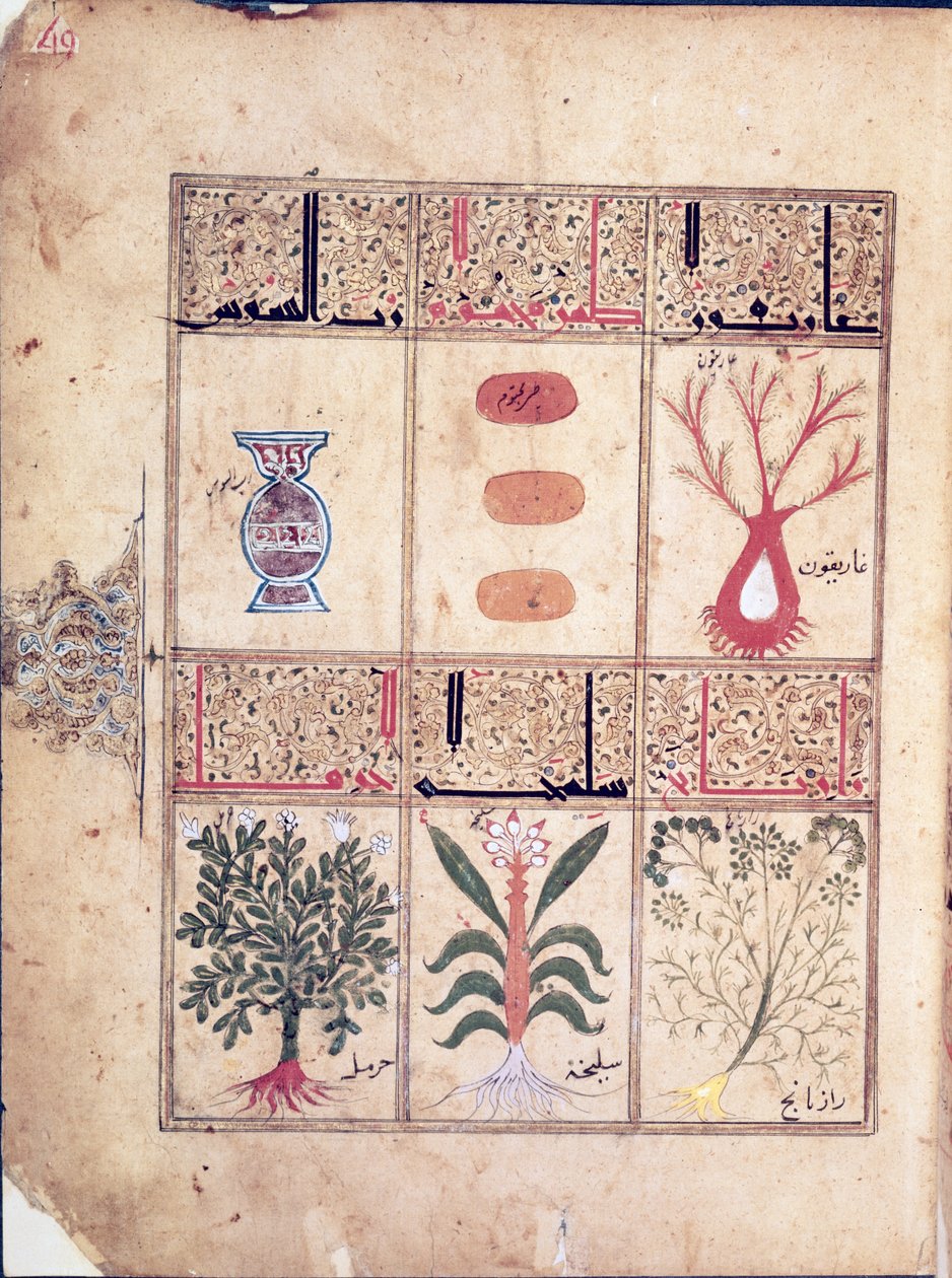 Arabe 2964 fol.49 Plantas do Tratado de Theriac depois de Galien, 1217 de Islamic School