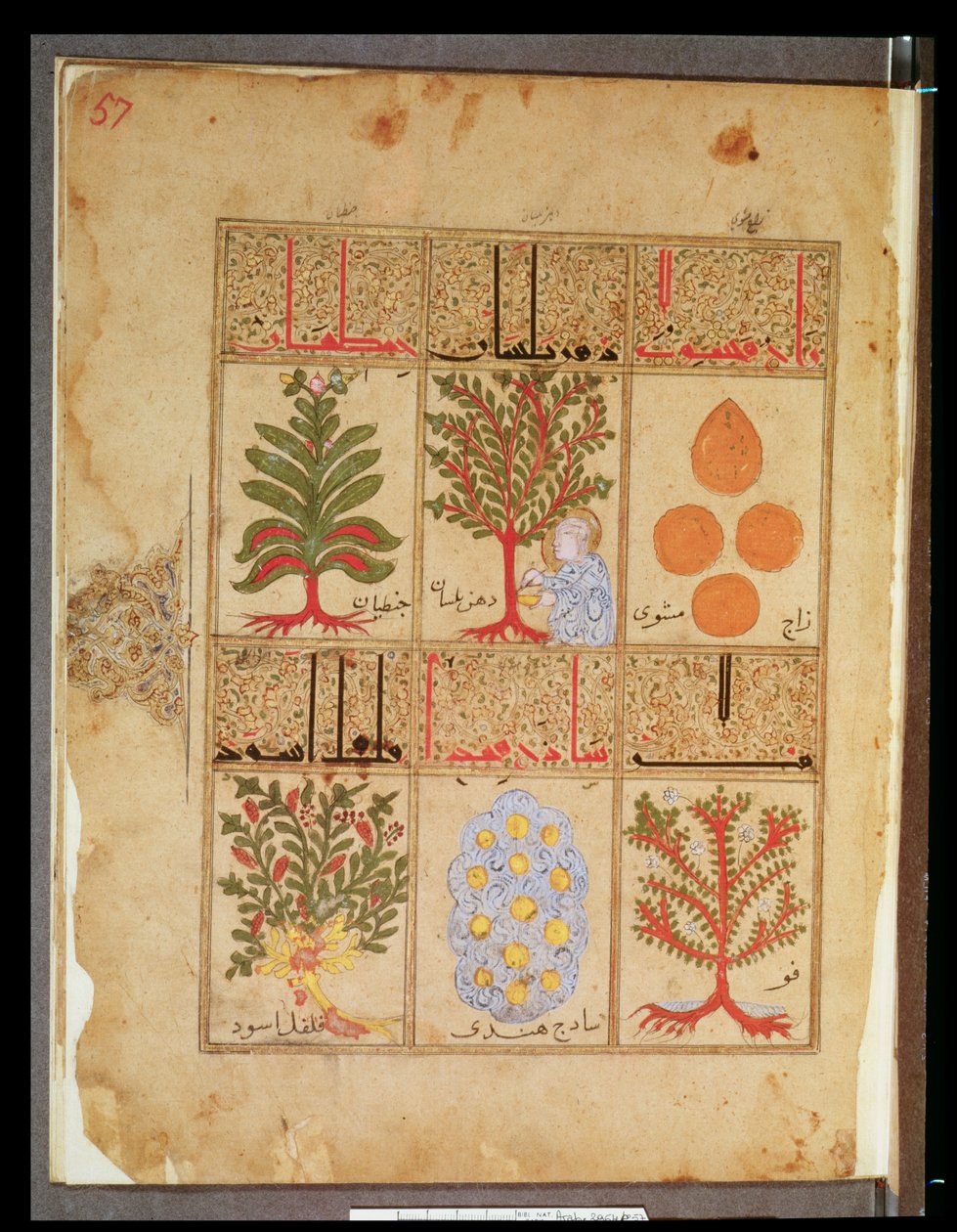 Arabe 2964 fol.57 Plantas medicinais para o theriac, do Tratado de Theriac depois de Galien, 1217 de Islamic School