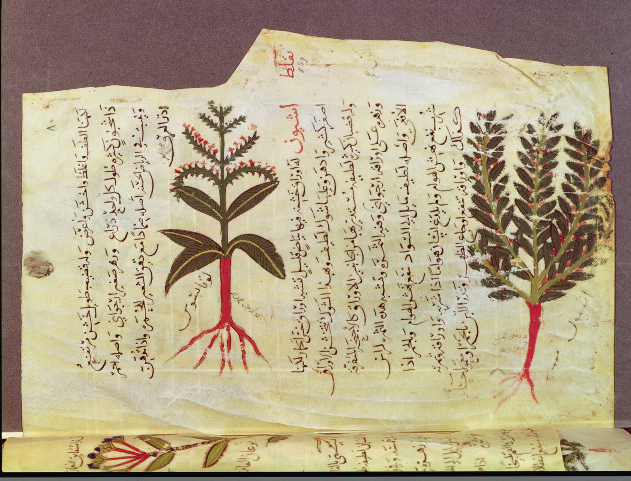 Arabe 4947 fol.84, Plantas de um tratado de Dioscoride, século XIII de Islamic School