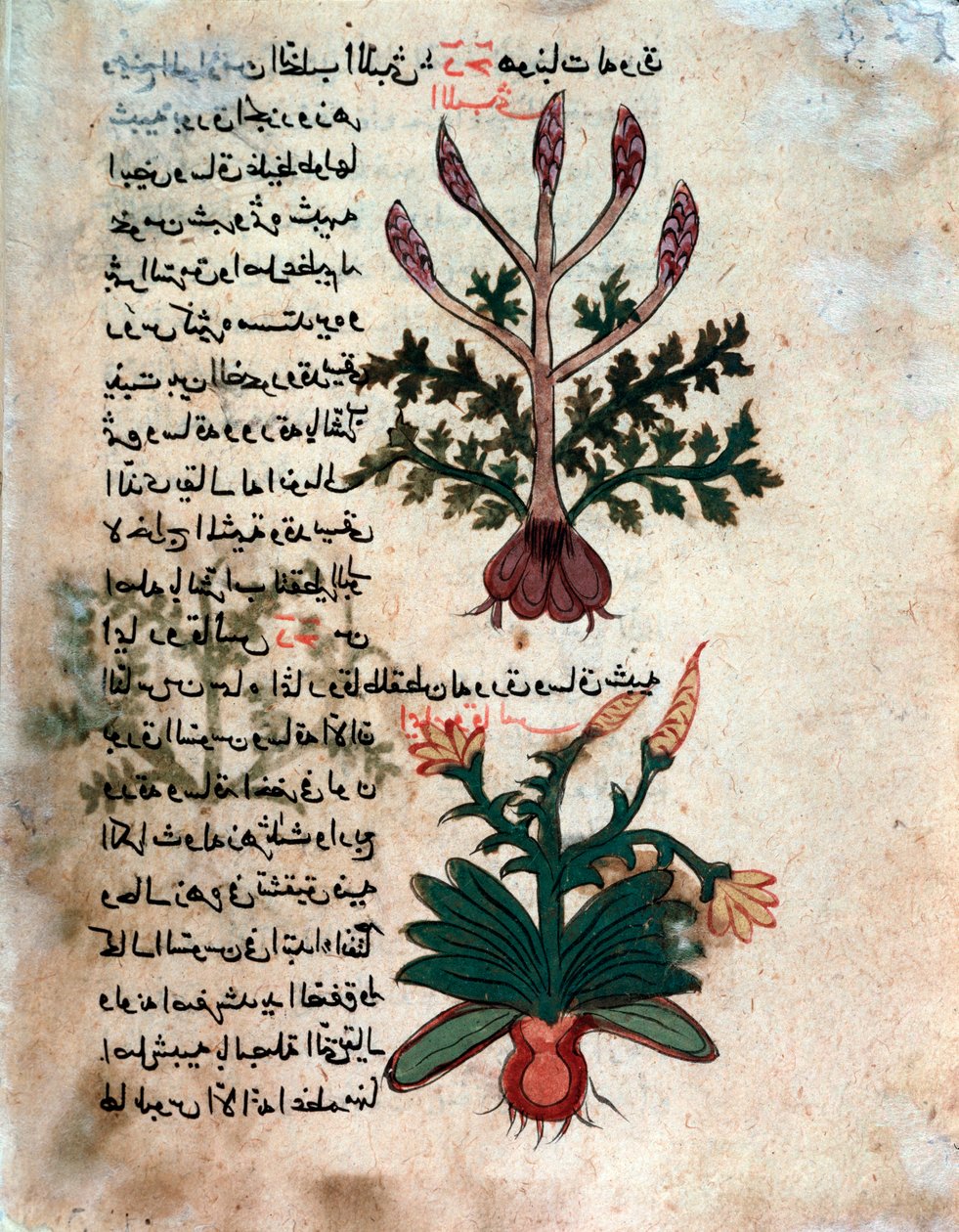 Página de um herbário médico (manuscrito de Islamic School