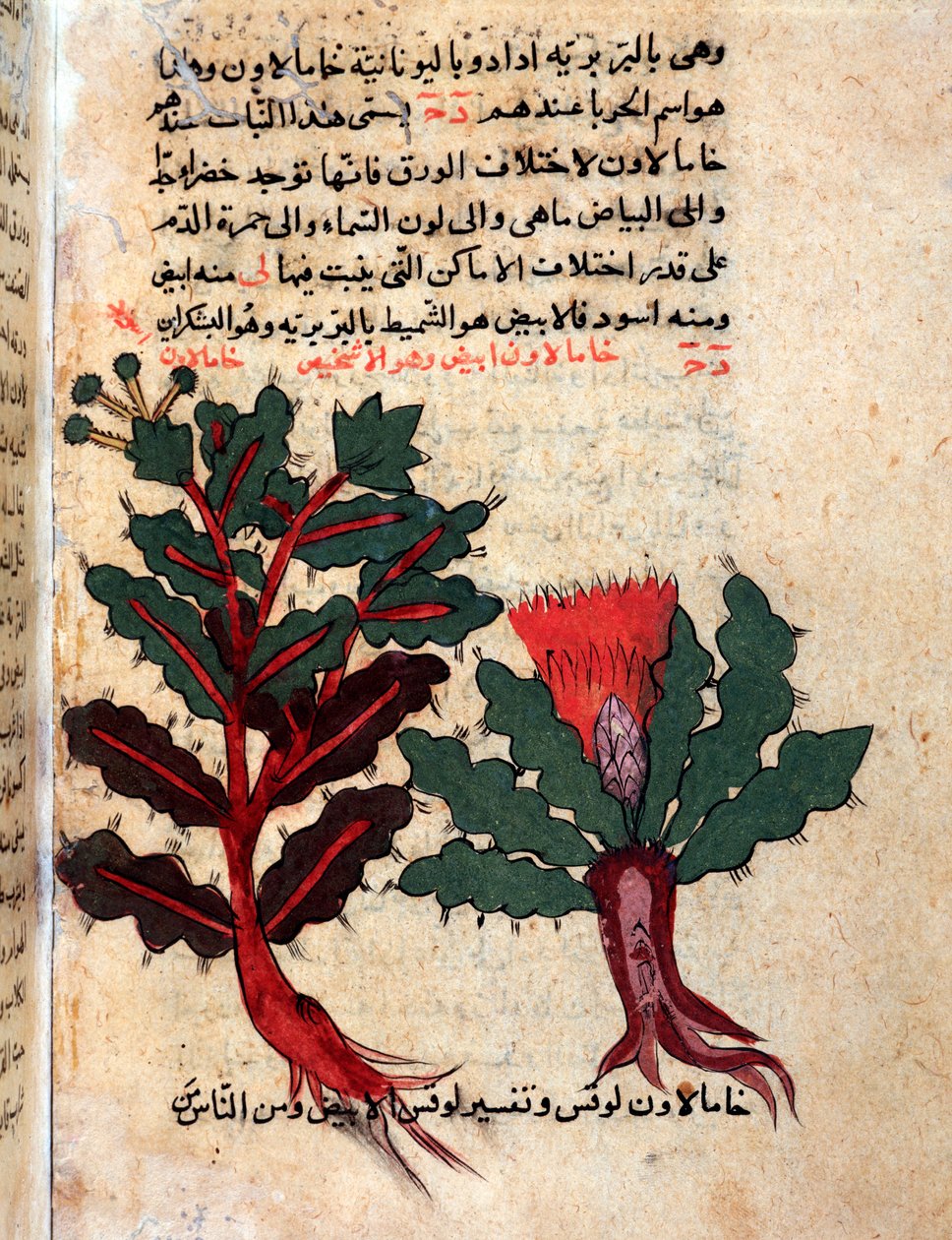 Página de um herbário médico (manuscrito de Islamic School