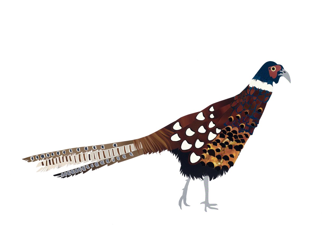 Faisão, 2013 (papel cortado) de Isobel Barber