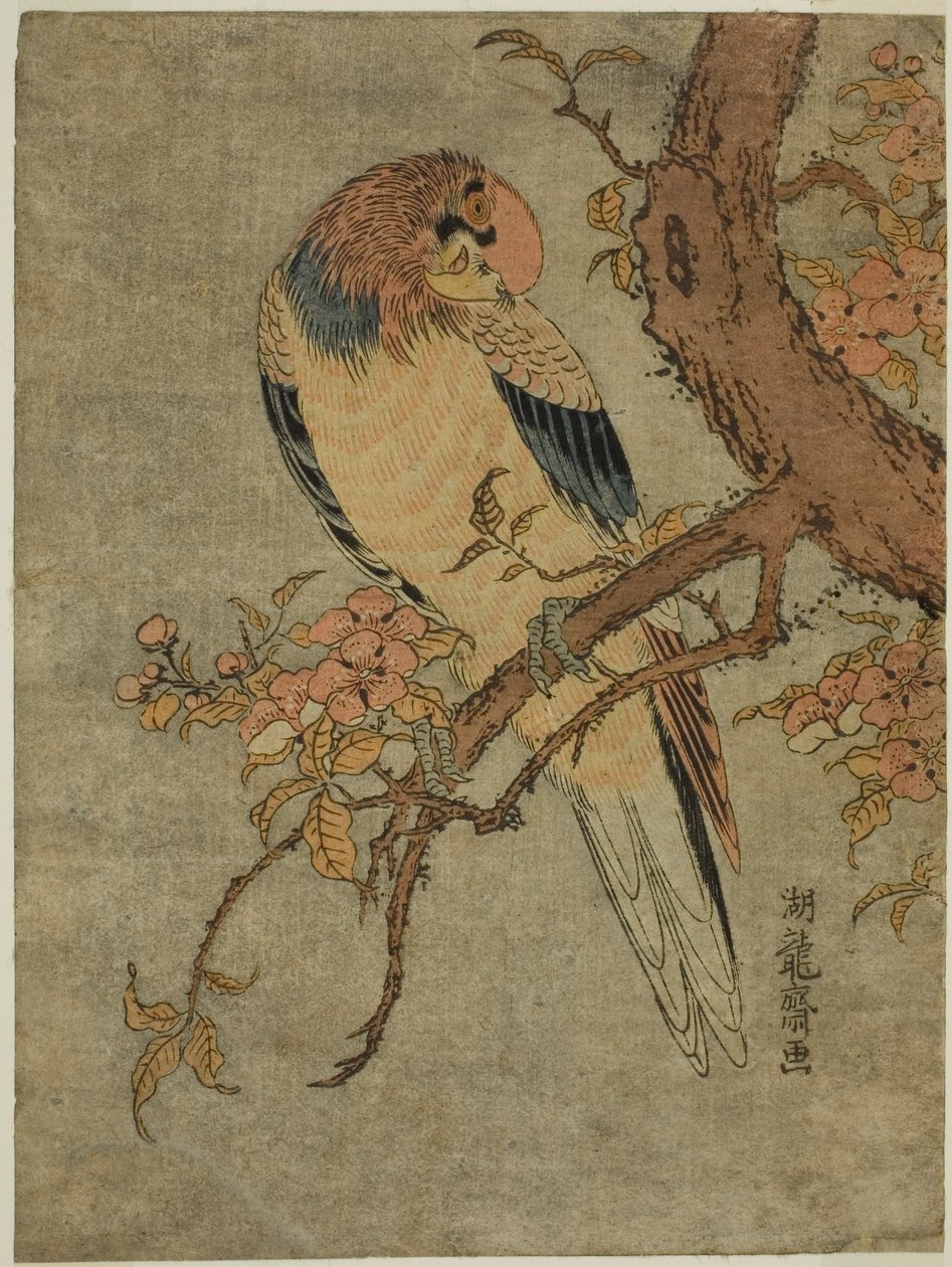 Papagaio na árvore de marmelo de Isoda Koryusai