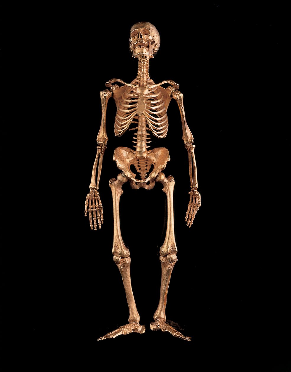 Esqueleto humano em miniatura de Israel Rouchomovsky