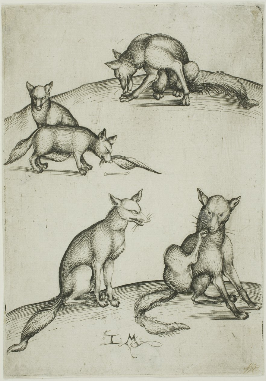 As cinco raposas de Israhel van Meckenem the younger