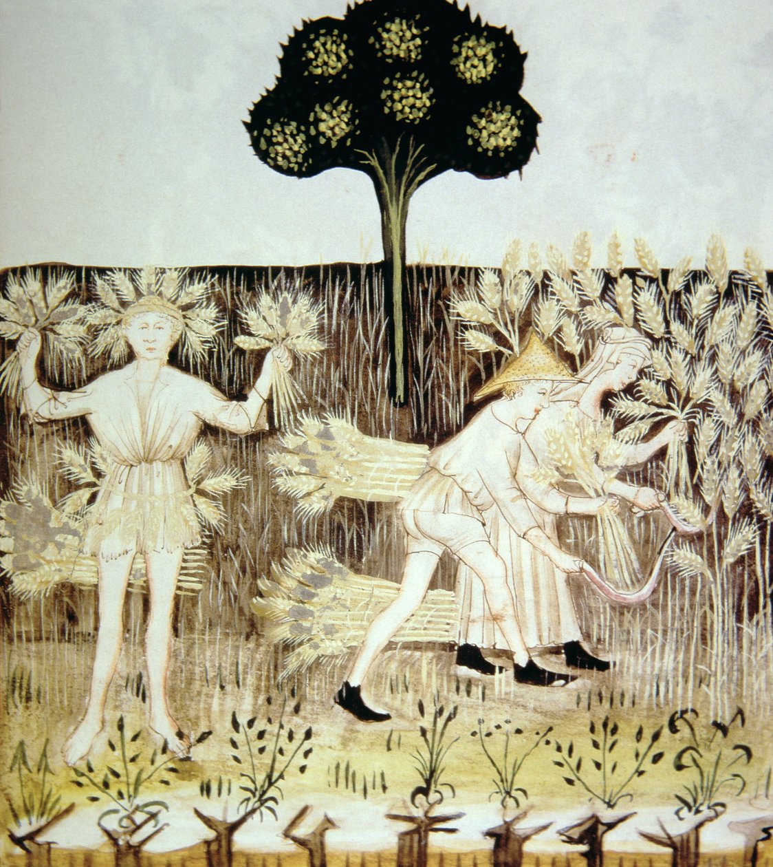 Fo.54r Verão: Colheita do Trigo, ilustração do Tacuinum Santiatis Codex Vindobonensis de Italian School