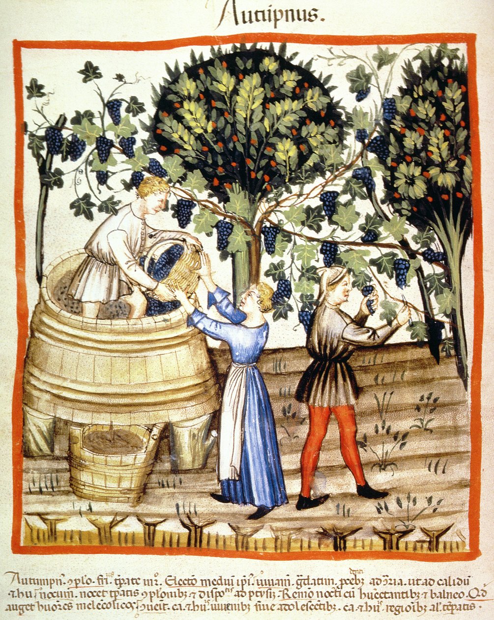 Fol.54v Outono: A Colheita da Uva, ilustração do Tacuinum Santiatis Codex Vindobonensis de Italian School