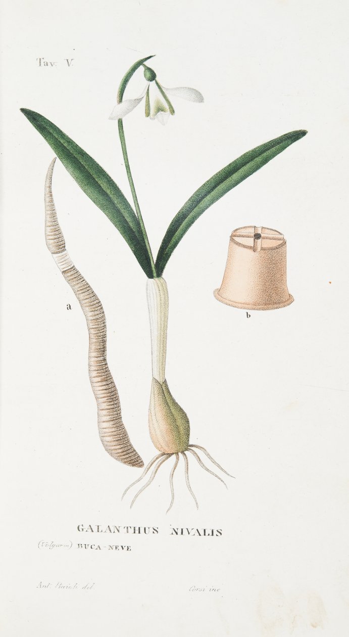 Galanthus Nivalis, Placa V, de LAntotrofia Isso é Cultivo DeFiori por Antonio Piccioli, pub.1834 de Italian School