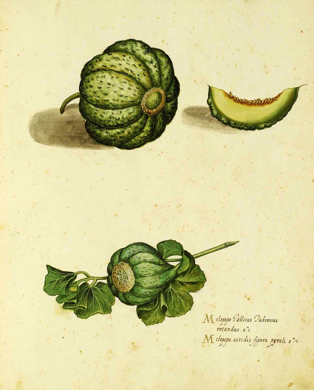 Heirloom Squash por Ulisse Aldrovandi (1522 - 1605) prato publicado em Piante Fiori Frutti (gravura colorida à mão). de Italian School