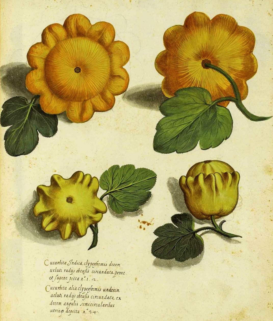 Heirloom Squash por Ulisse Aldrovandi (1522 - 1605) prato publicado em Piante Fiori Frutti (gravura colorida à mão). de Italian School