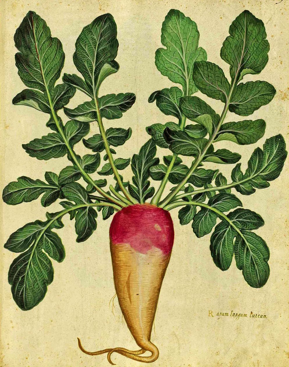 Long Nabo por Ulysses Aldrovandi (1522 - 1605) prato publicado em Piante Fiori Frutti (gravura colorida à mão). de Italian School