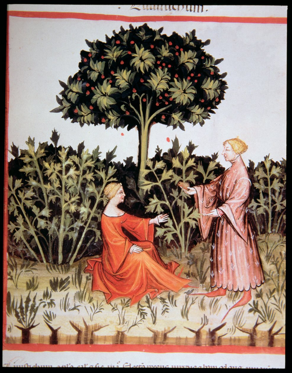 2644 novo sol. Coleta Celeriac 36r, de Tacuinum Codex saudável de Italian School