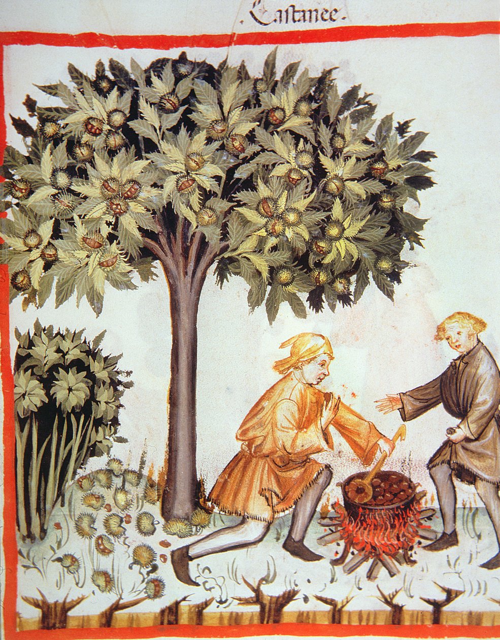 Nova 2644 fol.17r Colheitas e castanhas assadas, de Tacuinum Sanitatis Codex Vindobonensis de Italian School