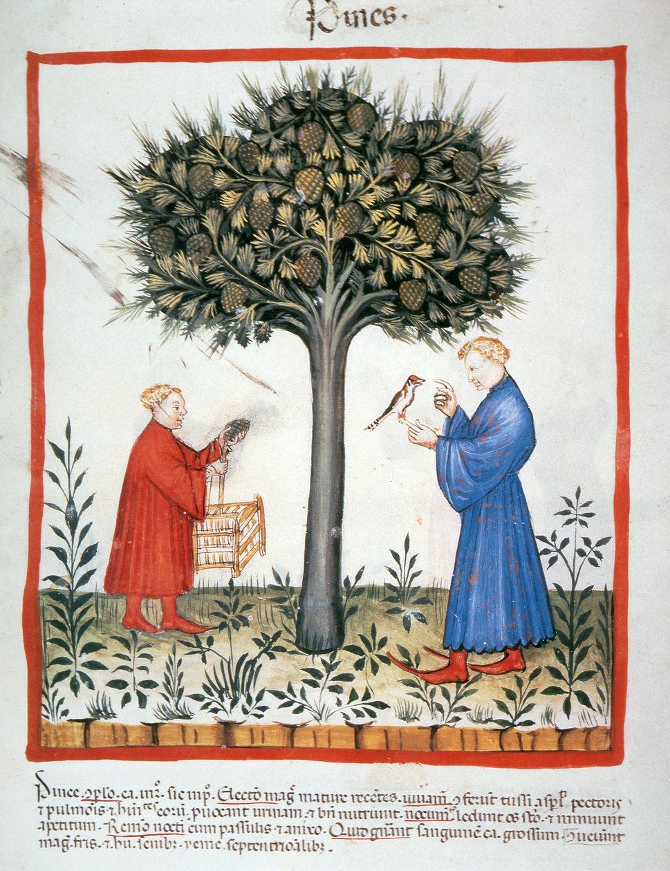 2644 fol.19v Reunindo pinhas frescos, Tacuinum saudável de Italian School