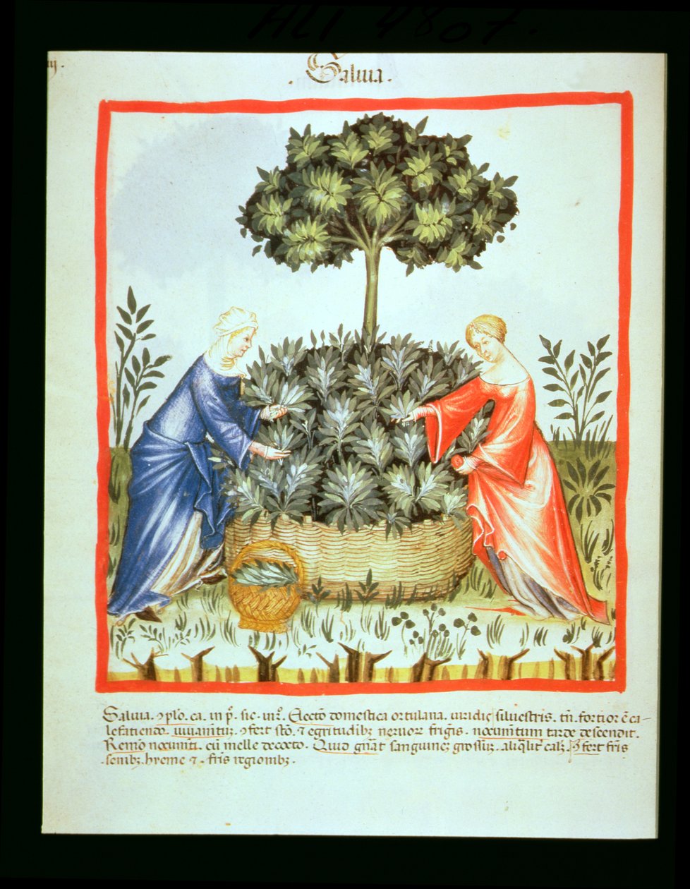 Nova 2644 fol.37v Corte Evans, de Tacuinum saudável de Italian School