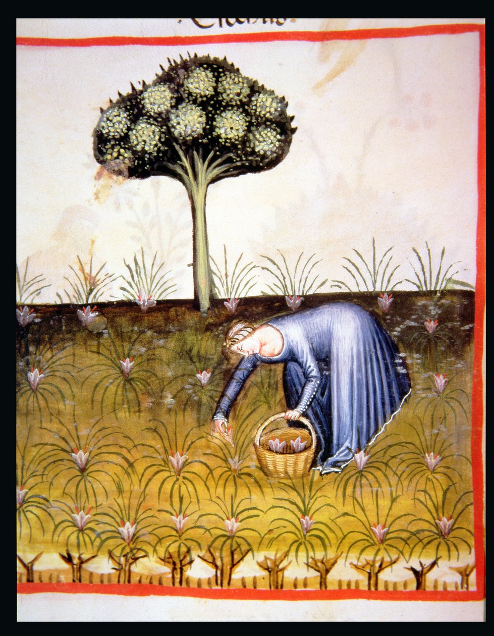Nova 2644 fol.39r Gathering violetas, de Tacuinum saudável de Italian School