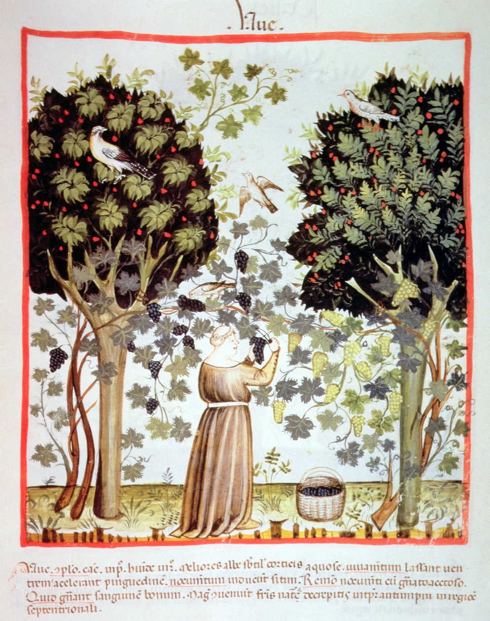 Nova 2644 fol.5r Colhendo uvas, Tacuinum saudável de Italian School