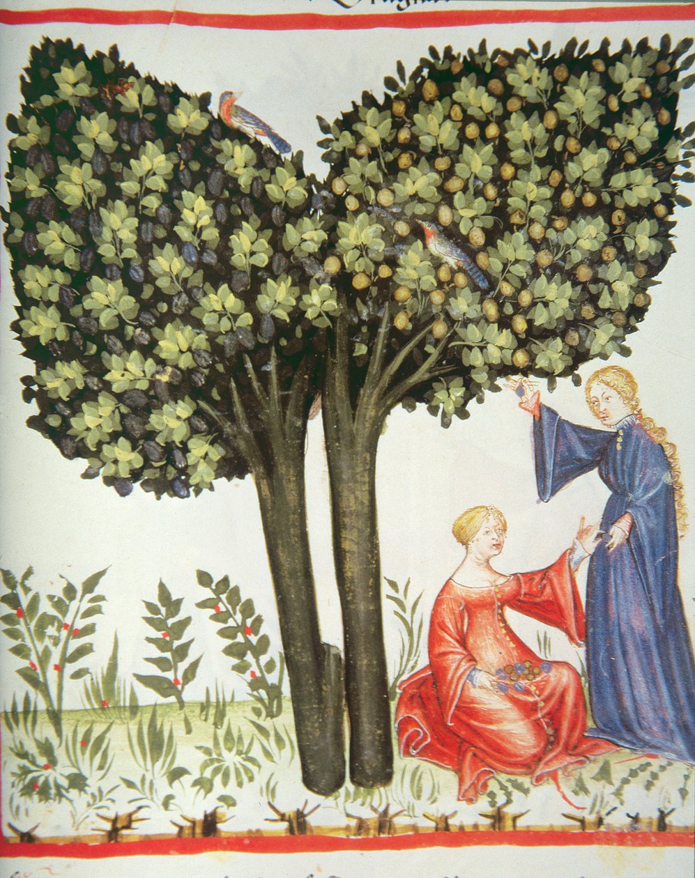 Novos 2644 fol.6r Picking Plums, Tacuinum saudável Codex de Italian School