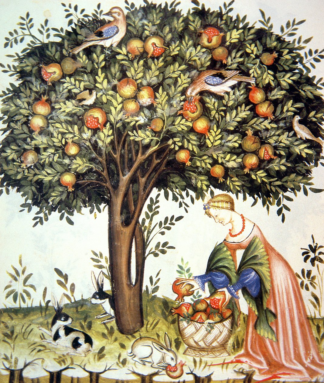 Novos 2644 fol.7v Gathering romãs amargas, de Tacuinum saudável de Italian School