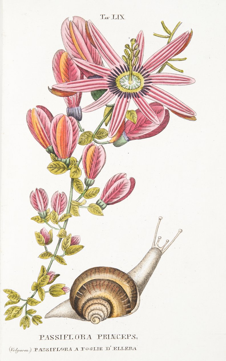 Passiflora Princeps, Plate LIX, de LAntotrofia Ossia La Coltivazione DeFori de Antonio Piccioli, pub.1834 de Italian School