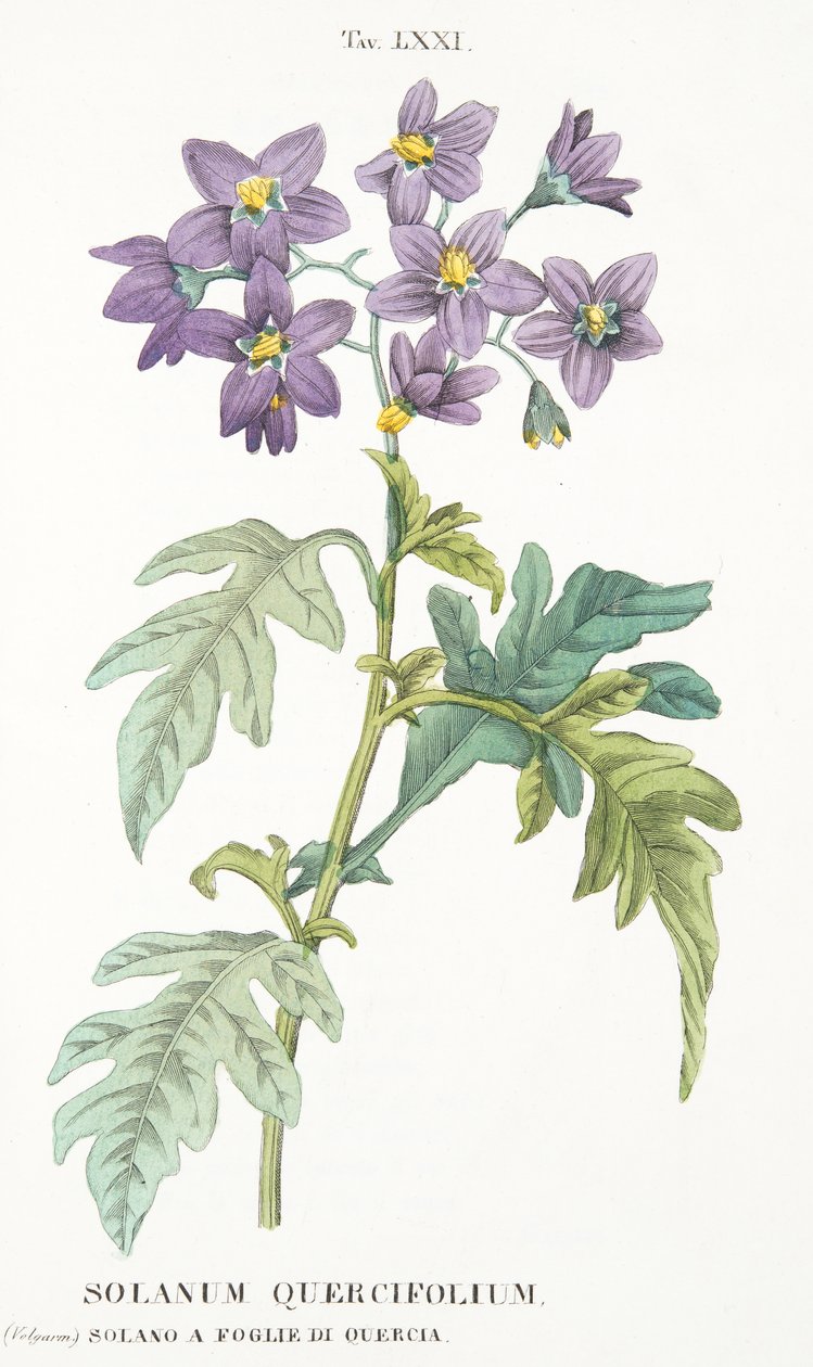 Solanum Quercifolium, Plate LXXI, de LAntotrofia Isso é Cultivation DeFiori de Antonio Piccioli, pub.1834 de Italian School
