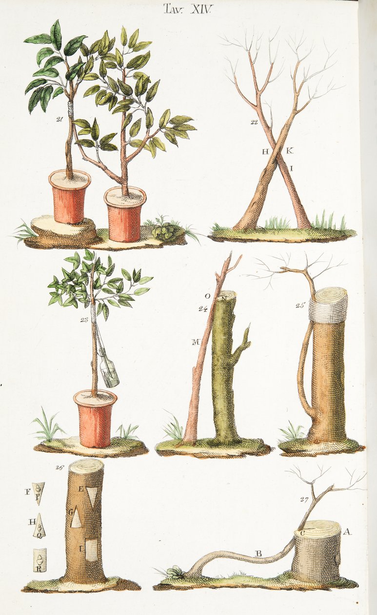 Vários exemplos de enxerto de árvores frutíferas, Placa XIII, de Theotrophy Or The Cultivation DeFiori por Antonio Piccioli, pub.1834 de Italian School
