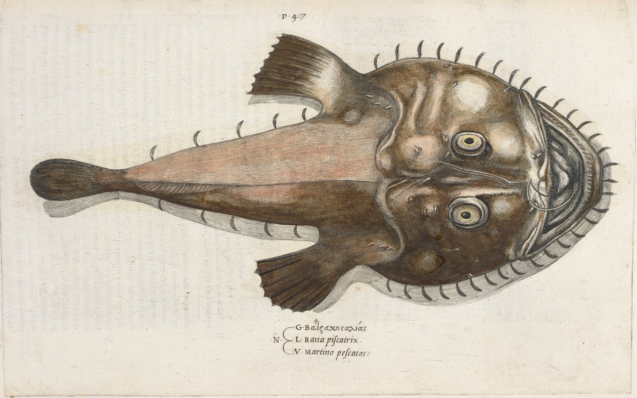 Um peixe sapo, ilustração de 