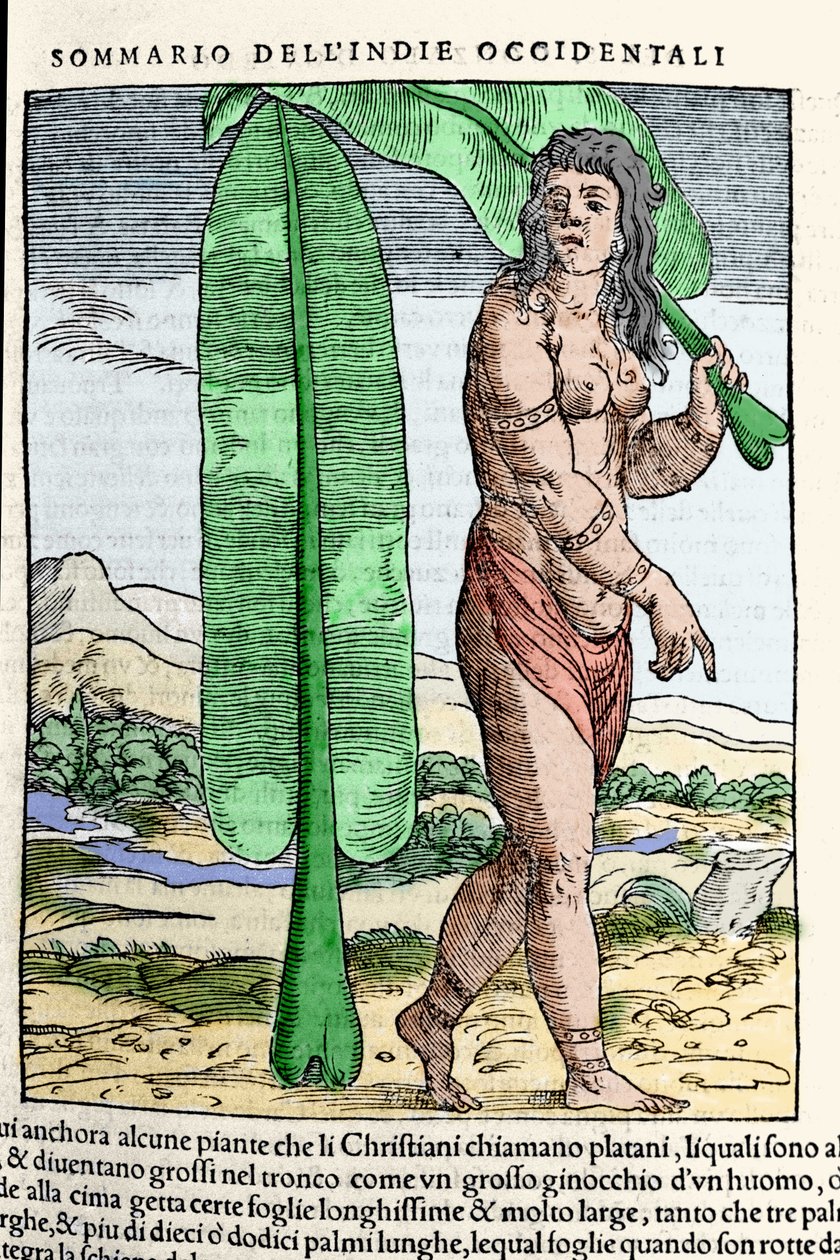 Um nativo da Índia Ocidental ao pé de uma folha de tabaco. Gravura do livro "Navigationi and Viaggi" vol. III de Giovanni Battista Ramusio (1485-1557), Veneza 1565. de Italian School