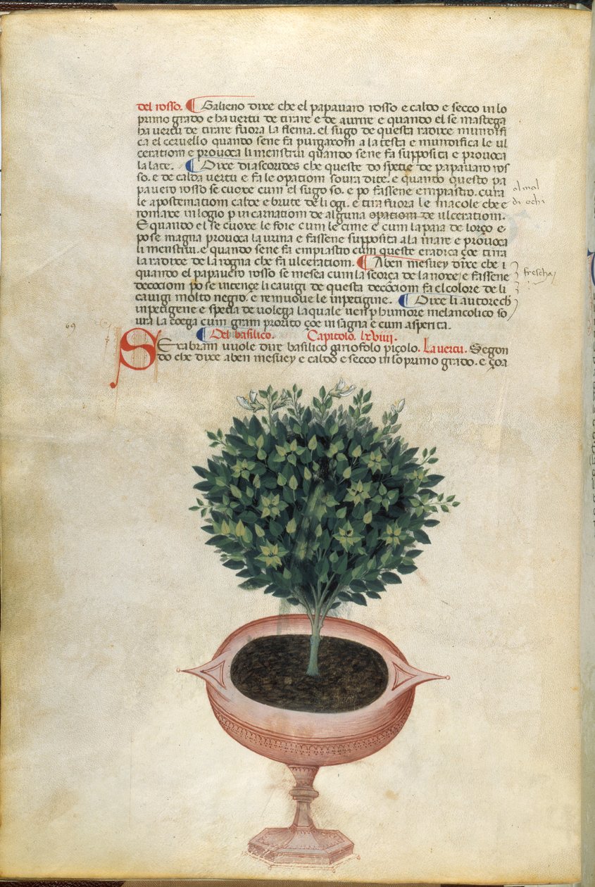 Uma planta de manjericão num vaso, ilustração de 